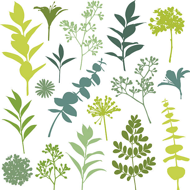 Set of Flower and Leaf Silhouette Design Elements Set of flower and leaf silhouette design elements. Hi res jpeg included. Scroll down to see more of my illustrations linked below. plants and flowers silhouettes stock illustrations