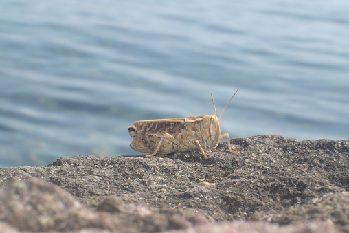 A Grasshopper waiting for its couple at the Beach