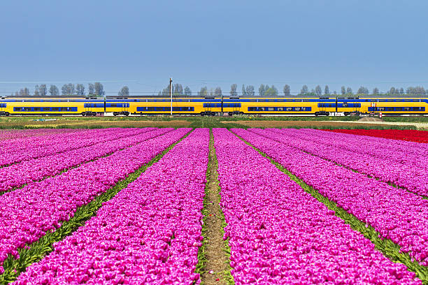 тюльпаны поезд symetrie - symetrie стоковые фото и изображения