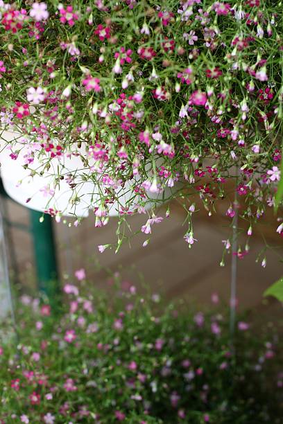 istock Gypsophila flowers 467626007