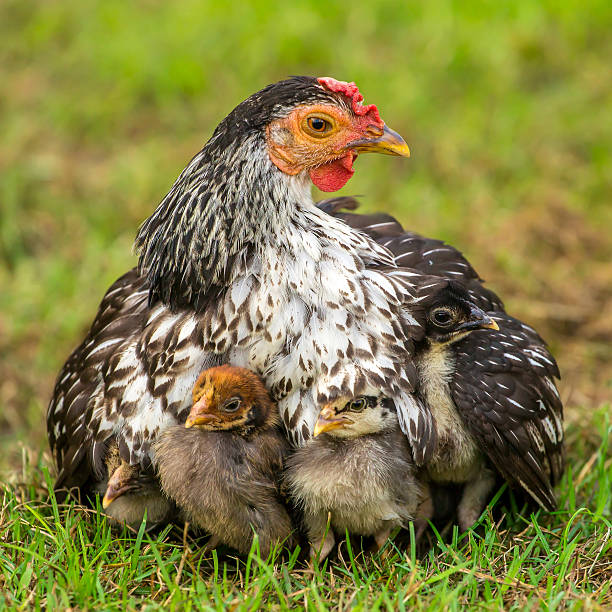Mother hen with its baby chicken