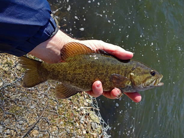 antietam creek smallmouth - smallmouth bass fotos - fotografias e filmes do acervo