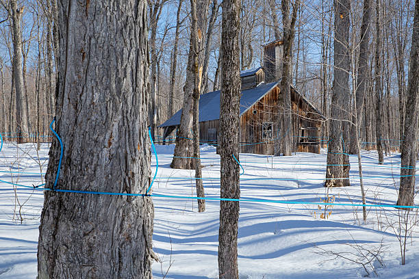 Old abandoned sugar shack Old abandoned sugar shack with plastic tubing on maple trees. date syrup stock pictures, royalty-free photos & images