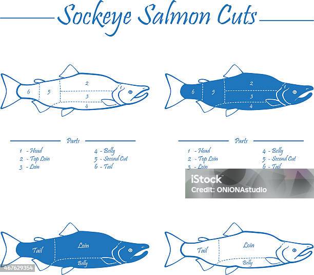Sockeye Salmon Cuts Diagram Stock Illustration - Download Image Now - Salmon - Seafood, Cutting, Diagram