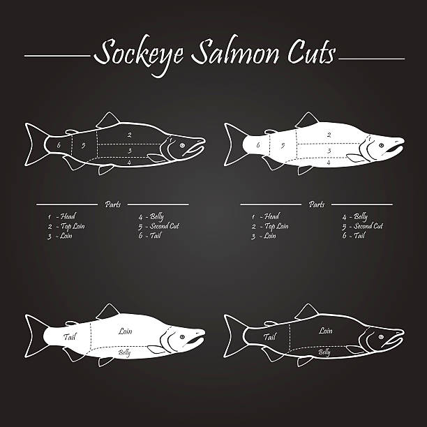 Sockeye salmon cuts diagram Sockeye Pacific salmon cutting diagram illustration, white on chalkboard sockeye salmon filet stock illustrations