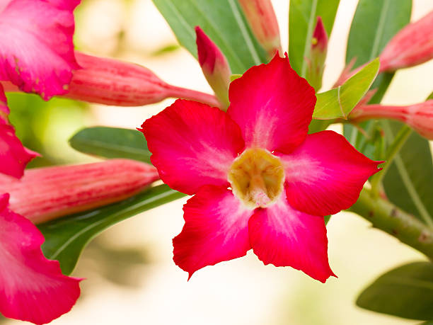 istock Pink flowers blooming 467630561
