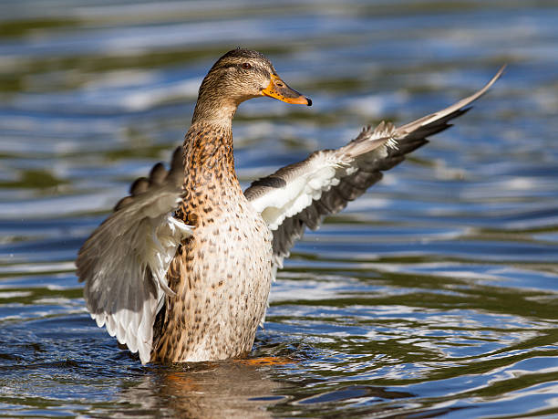 istock Female Mallard Duck washing her feathers 467630613