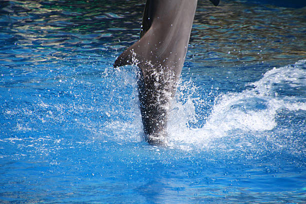 istock happy dolphins jumping out of the water 467631055