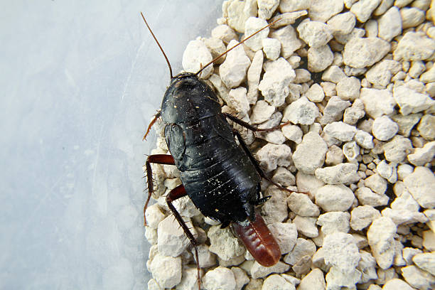 istock detail of a cockroach 467631141
