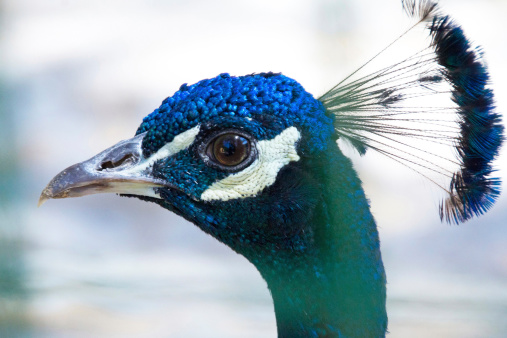 Adult Peacock outdoors