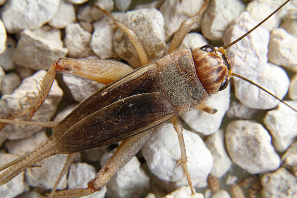 istock detail of a brown cricket 467631213