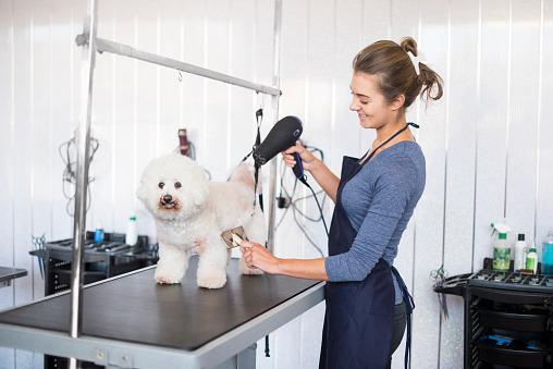 a teenage female dog groomer is drying the hair of a bichon frise dog in a grooming parlour. She is wearing an apron , holding an iron and is smiling at the dog .