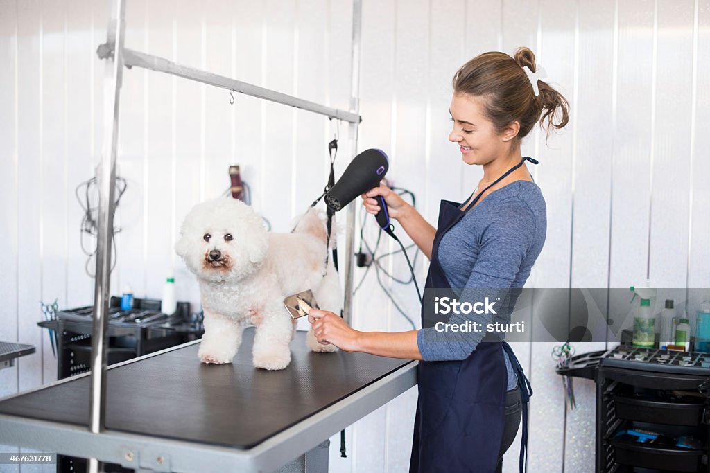 female dog groomer brushing a  bichon frise dog a teenage female dog groomer is drying the hair of a bichon frise dog in a grooming parlour. She is wearing an apron , holding an iron and is smiling at the dog . Animal Groomer Stock Photo