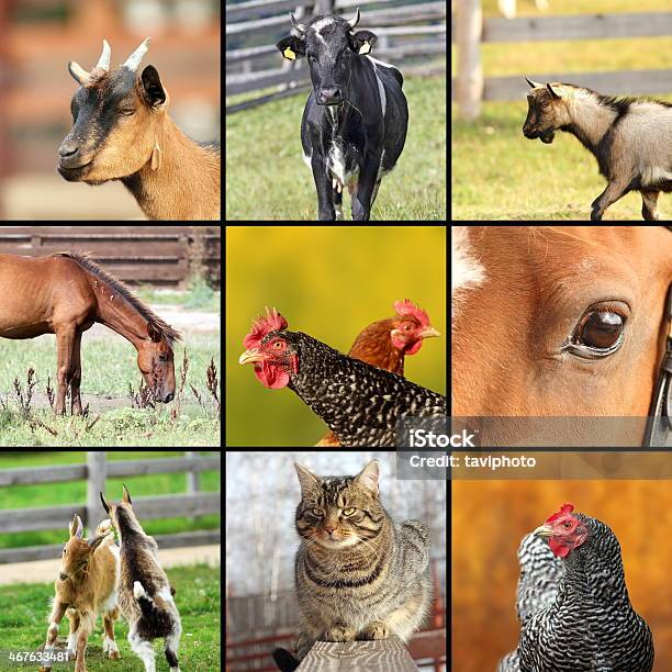 콜라주 함께 농장 동물은 이미지 합성사진에 대한 스톡 사진 및 기타 이미지 - 합성사진, 동물, 동물 테마