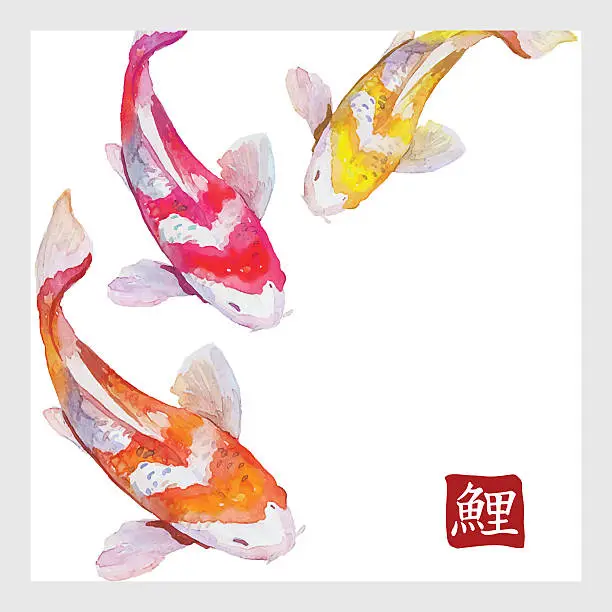 Vector illustration of Japanese watercolor carps koi swimming. Calligraphic simbol