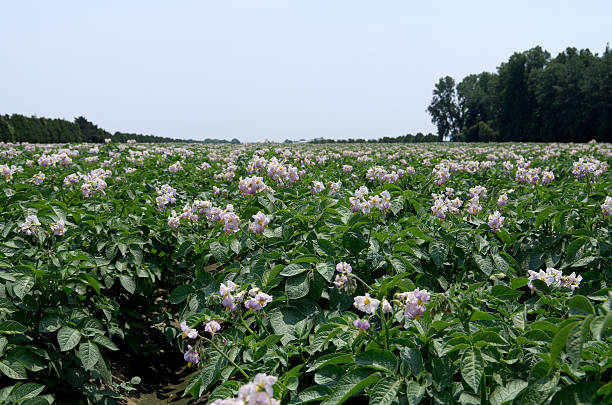 istock Farm Field of Potatoes Blossom 467634686