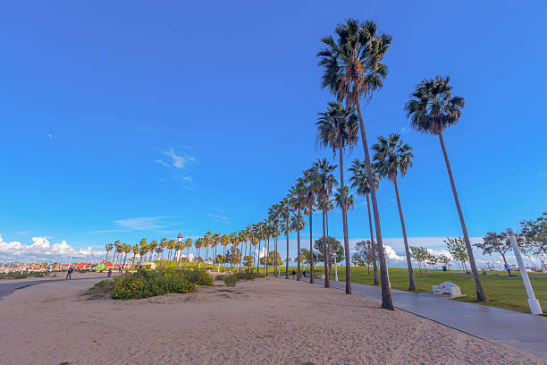istock Palm tree and  Lions Lighthouse  at Long Beach 467635286