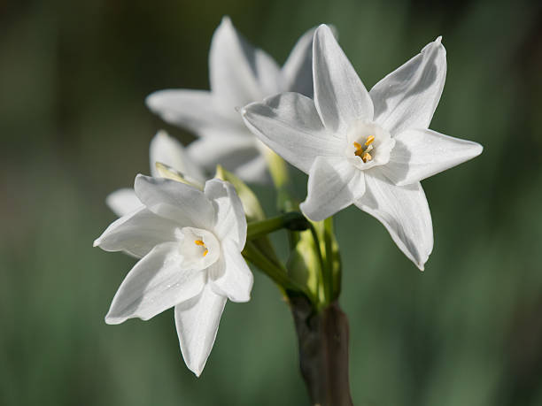 istock Beautiful white narcissus 467636359
