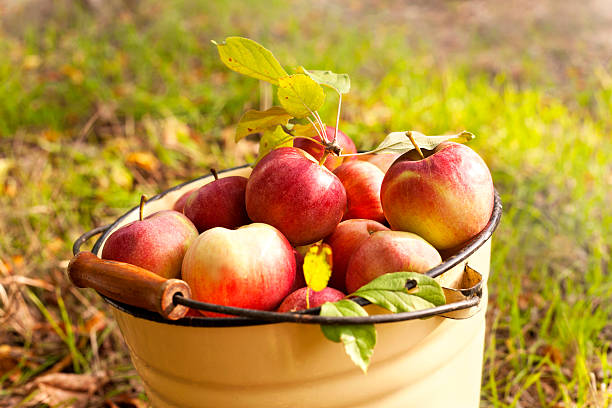 fresh apples fresh apples apple orchard photos stock pictures, royalty-free photos & images