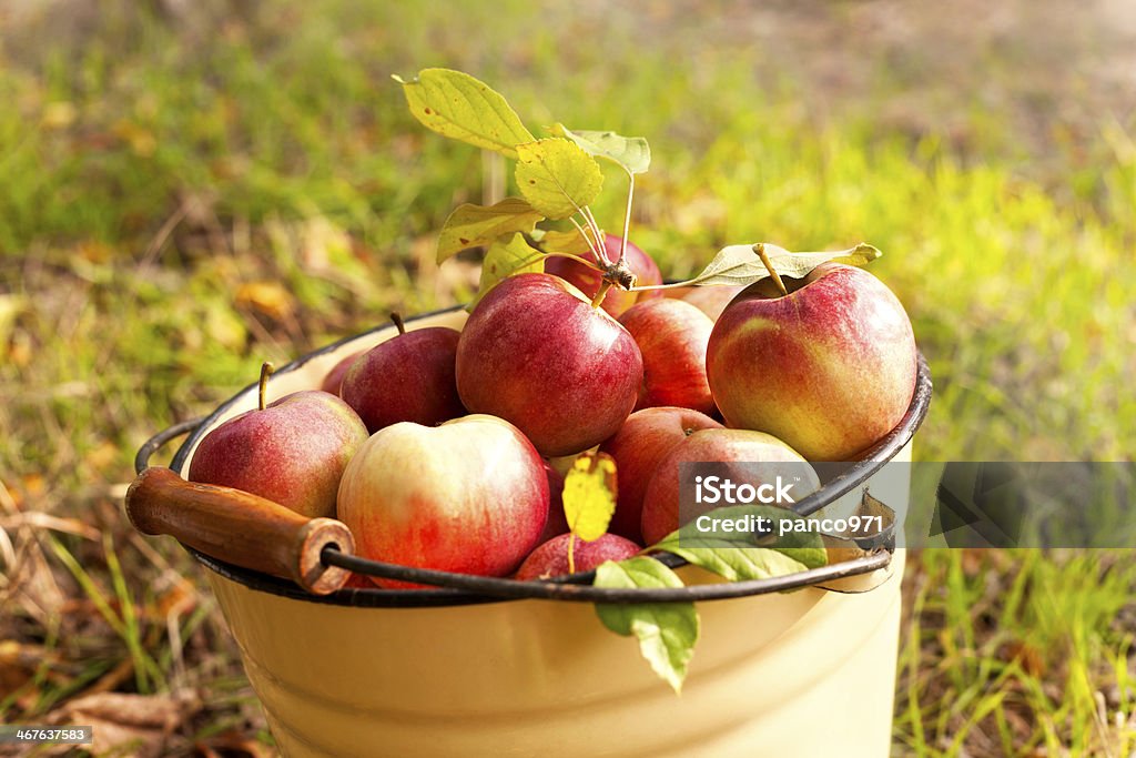 Świeże jabłka - Zbiór zdjęć royalty-free (Sad jabłkowy)