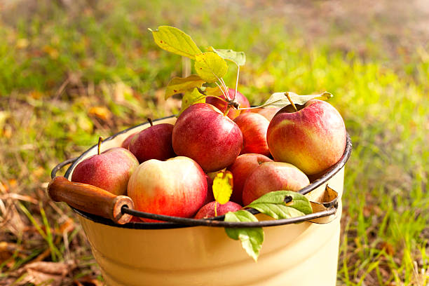 maçãs frescas - apple orchard - fotografias e filmes do acervo