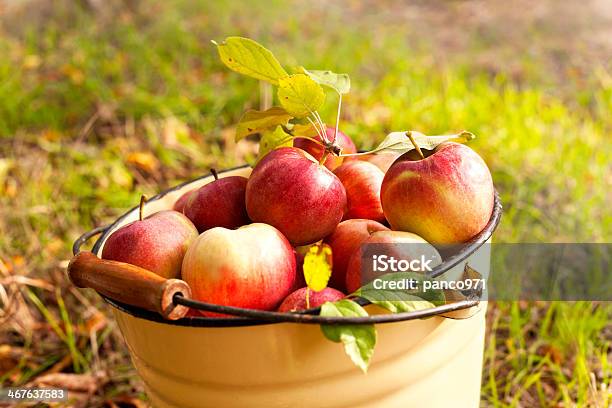 Maçãs Frescas - Fotografias de stock e mais imagens de Pomar de macieiras - Pomar de macieiras, Outono, Maçã