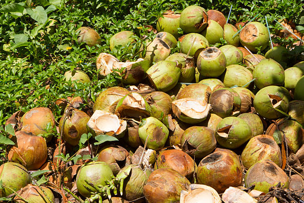 istock Pile of discarded coconut husks 467637661