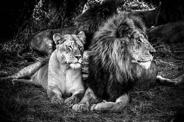 letto matrimoniale king e queen - pride of lions foto e immagini stock