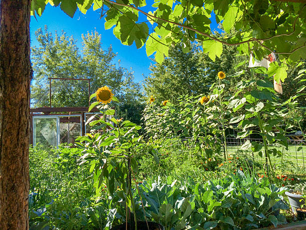 istock Garden and mammoth sunflowers from under grape arbor tree left 467638320