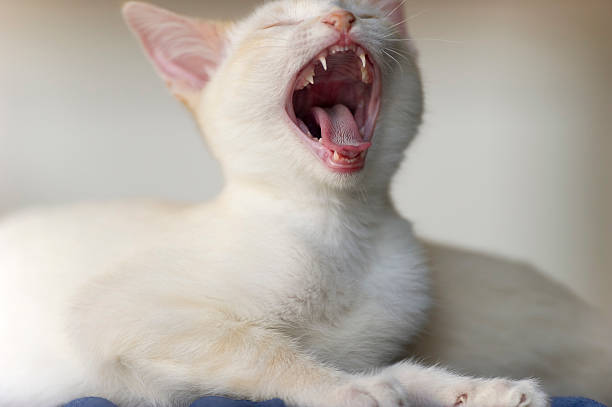 Black and white Thai cat yawning on blurred garden background
