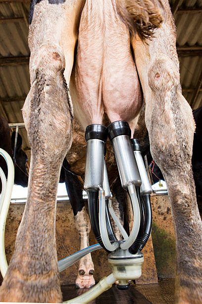 istock Cow milk facility and mechanized milking equipment 467638480