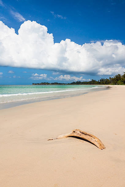 istock Beach driftwood and dark blue sky 467638992