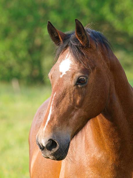 istock Bay Horse Head Shot 467639098