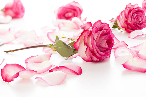 istock Roses and petals 467639265