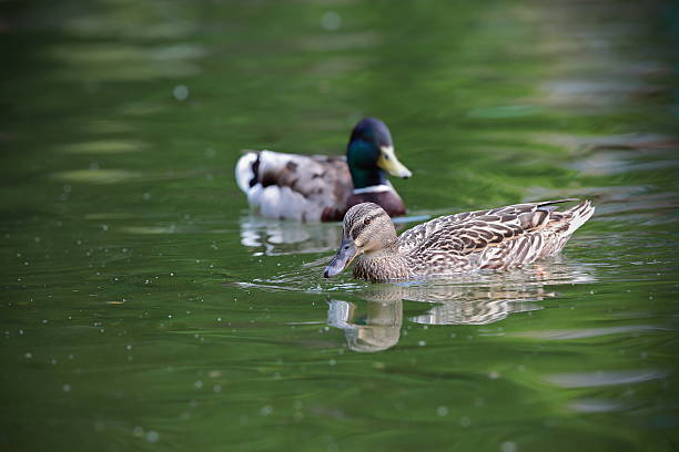 istock mallard couple 467639498