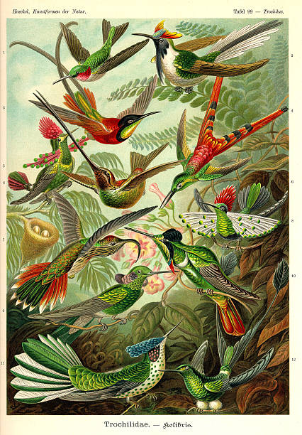 Fauna KdN t099 Trochilus - Trochilidae Trochilus - Trochilidae tropical bird stock illustrations