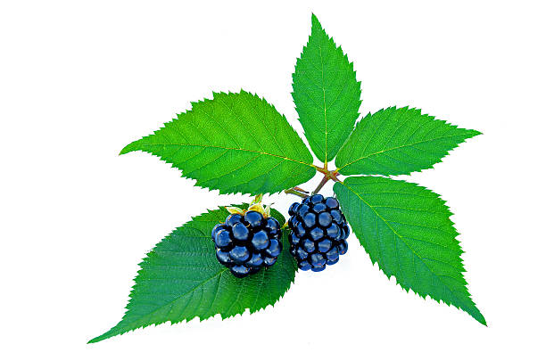 istock Blackberries with green leaves 467639662