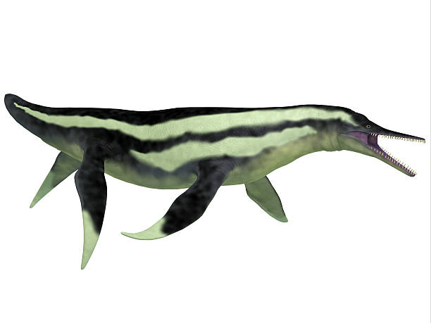 istock Dolichorhynchops Plesiosaur on White 467639682