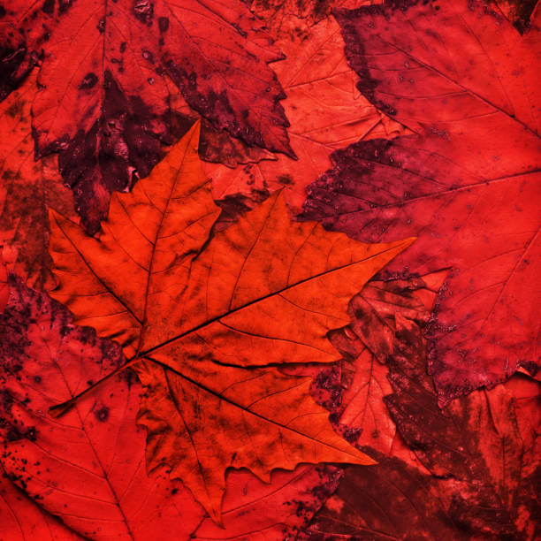 hi-res secco isolato autunno foglia d'acero su sfondo di fogliame rosso - maple leaf close up symbol autumn foto e immagini stock