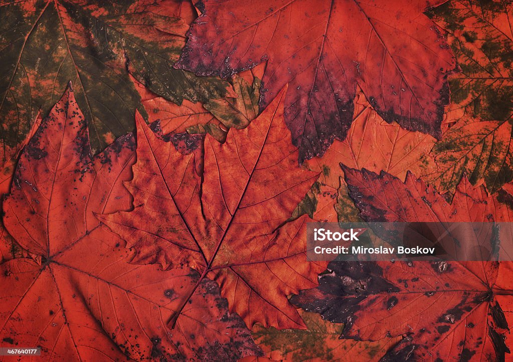 Hi-Res secco isolato autunno foglia d'acero su sfondo di fogliame rosso - Foto stock royalty-free di Accero rosso