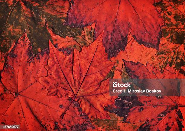 Hires Suchym Liść Klonu Wyizolowane Na Jesień Liście Czerwone Tło - zdjęcia stockowe i więcej obrazów Barwne tło