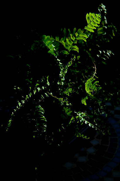 Dark Green Plant stock photo