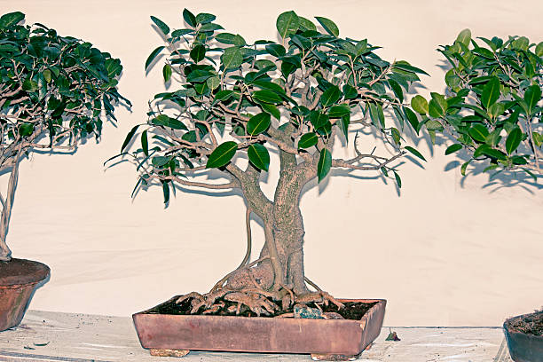 Storefront selling bonsai trees