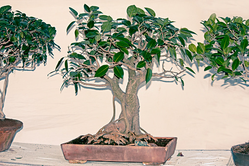 Australian Ficus Bonsai