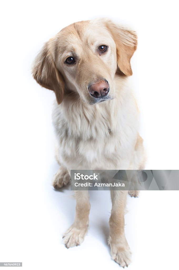 What is that sound? Cute puppy dog staring at camera. Hovawart Stock Photo