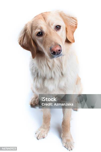 What Is That Sound Stock Photo - Download Image Now - Hovawart, Affectionate, Animal