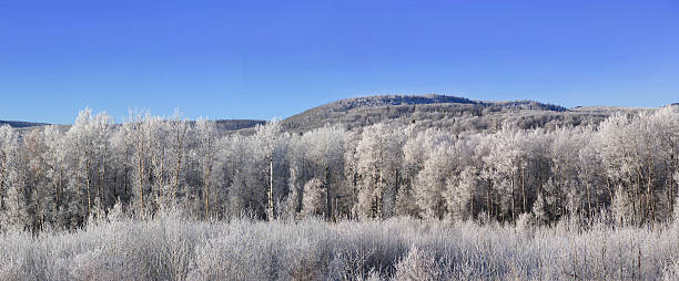 winter bäume landschaft - poplar tree aspen tree tree winter stock-fotos und bilder