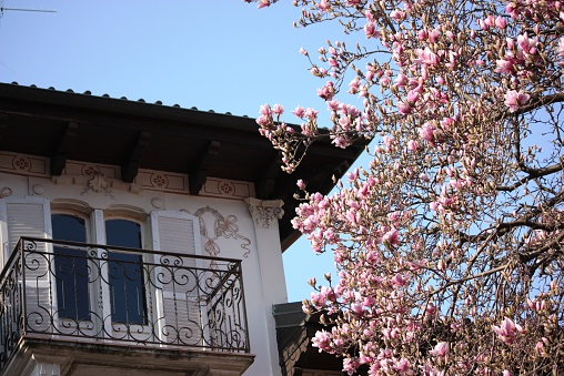 In spring - Pink tulip tree begins to bloom on Lake Maggiore - azure blue, tree, blooms, flowers, flowers, botany, spring flowers, garden, buds, lago maggiore, magnolia, magnolia, magnolia, magnolia tree, sun, tulip tree, valentine's day, ornamental shrubs, delicate