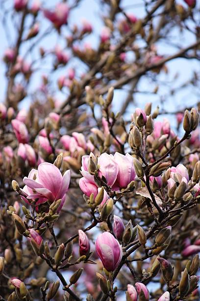 istock Tulip tree begins to bloom on Lake Maggiore Italy 467644062