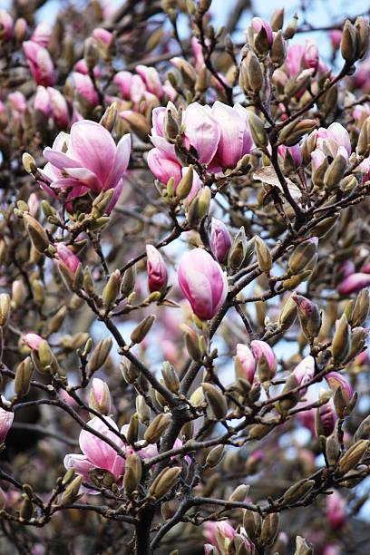 istock Tulip tree begins to bloom on Lake Maggiore Italy 467644076